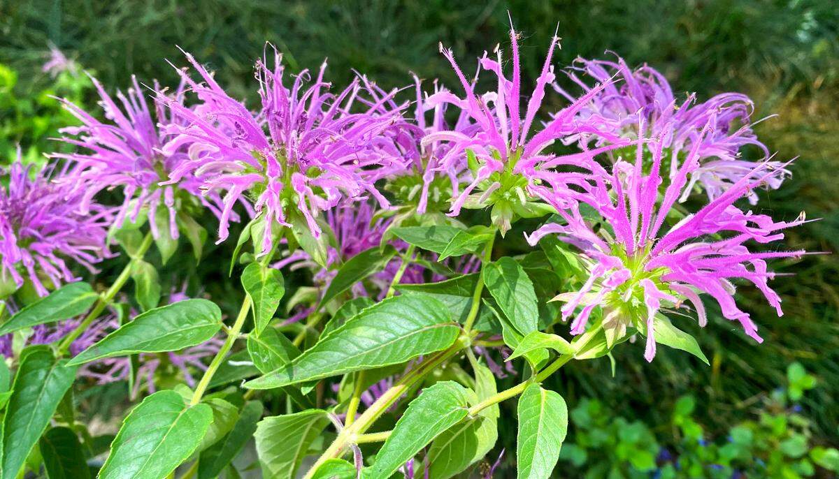 Peters purple bee balm is a favorite pollinator plant.