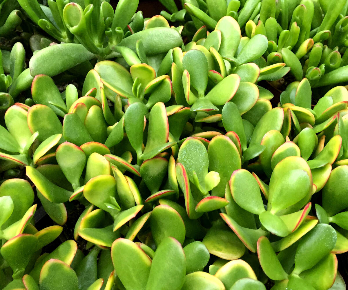 The jade plant is a popular North Texas succulent.