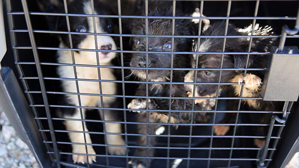 The owners of 110 dogs relinquished custody of the animals to the SPCA of Texas after a civil custody hearing in Van Zandt County on Tuesday following a months-long investigation into child and animal cruelty.