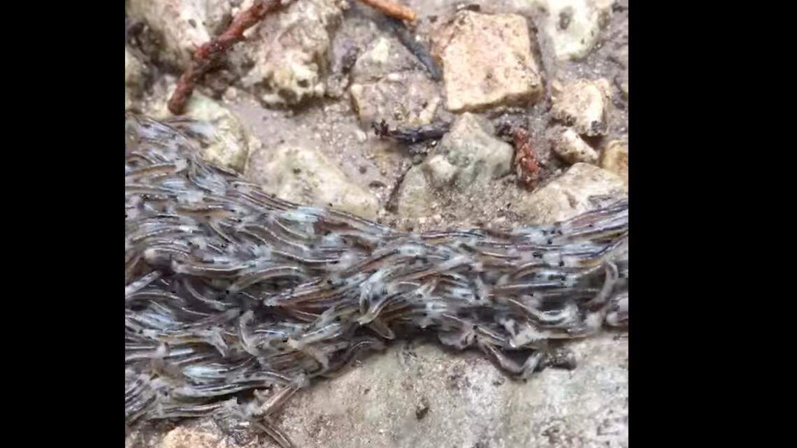 A squirming mass of bugs was found at a Texas state park.