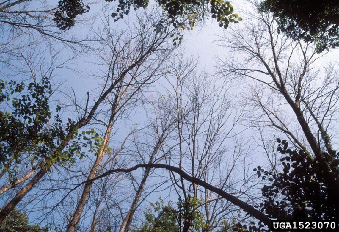 These trees were killed by emerald ash borers.