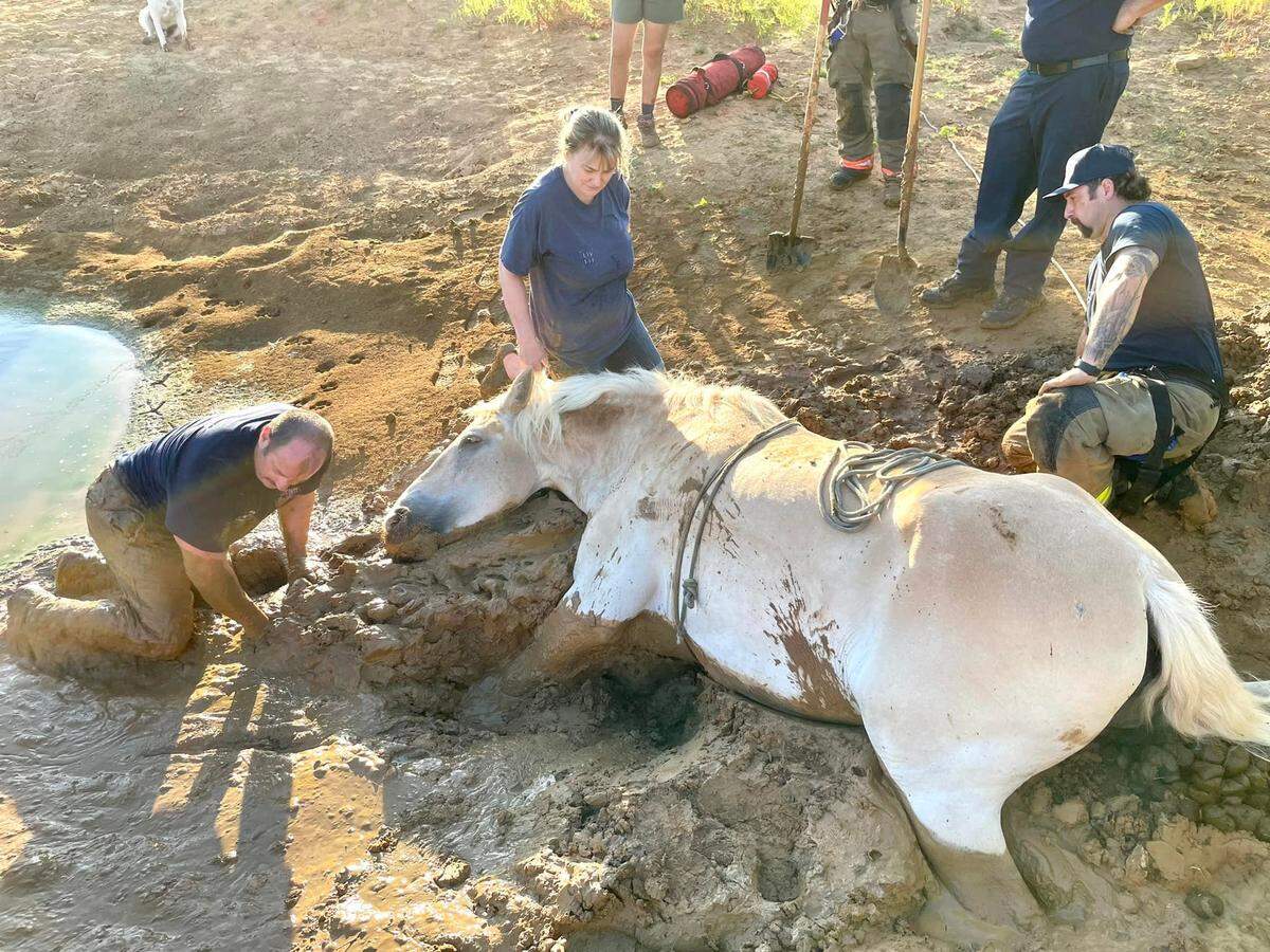 North Texas firefighters rescued a horse named Bella who was stuck in thick mud up to her belly in Copper Canyon on Sunday morning.&nbsp;