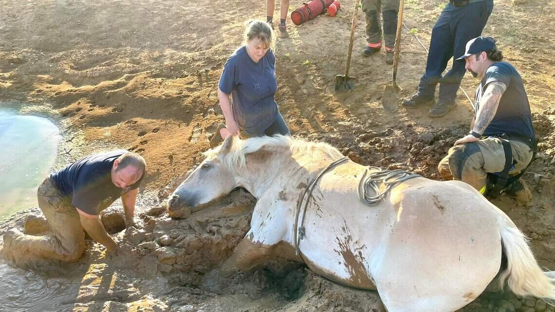 Horse stuck in mud rescued by Denton County TX firefighters | Fort ...