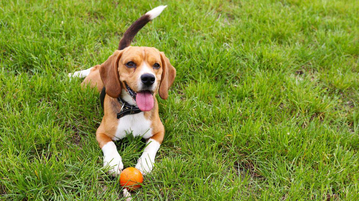 Soon, dogs such as this one will have their own place to romp and play, along with a variety of special activities including a splash pad as the city of Grapevine will open Bark Park at Bear Creek Park Nov. 2 at 10 a.m.