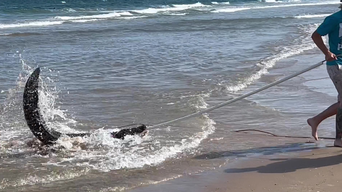 This 7.5-foot alligator was rescued from the surf of a South Padre Island beach, video shows.