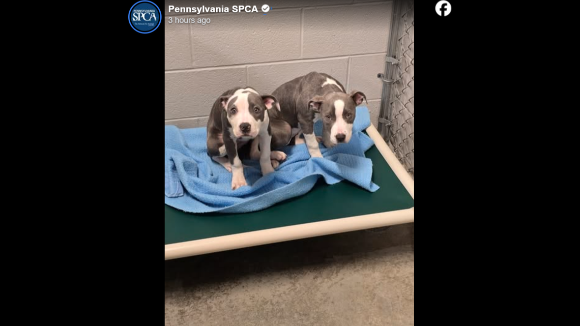 Both Mash and Potato are in the healing process of their journey.