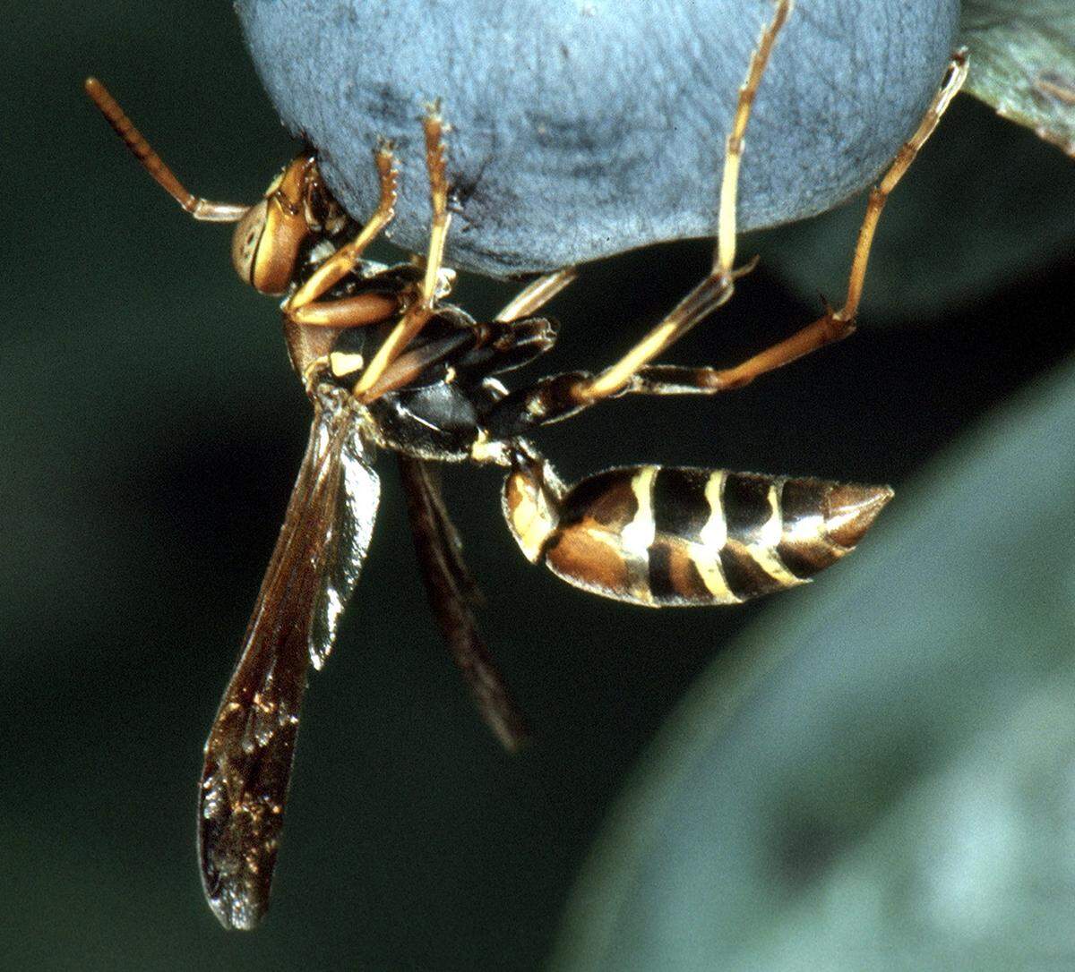 A Paper Wasp clinging to a blueberry in the state of Georgia. The paper wasp is one of 40 species of insects that are attracted to flames or smoke.