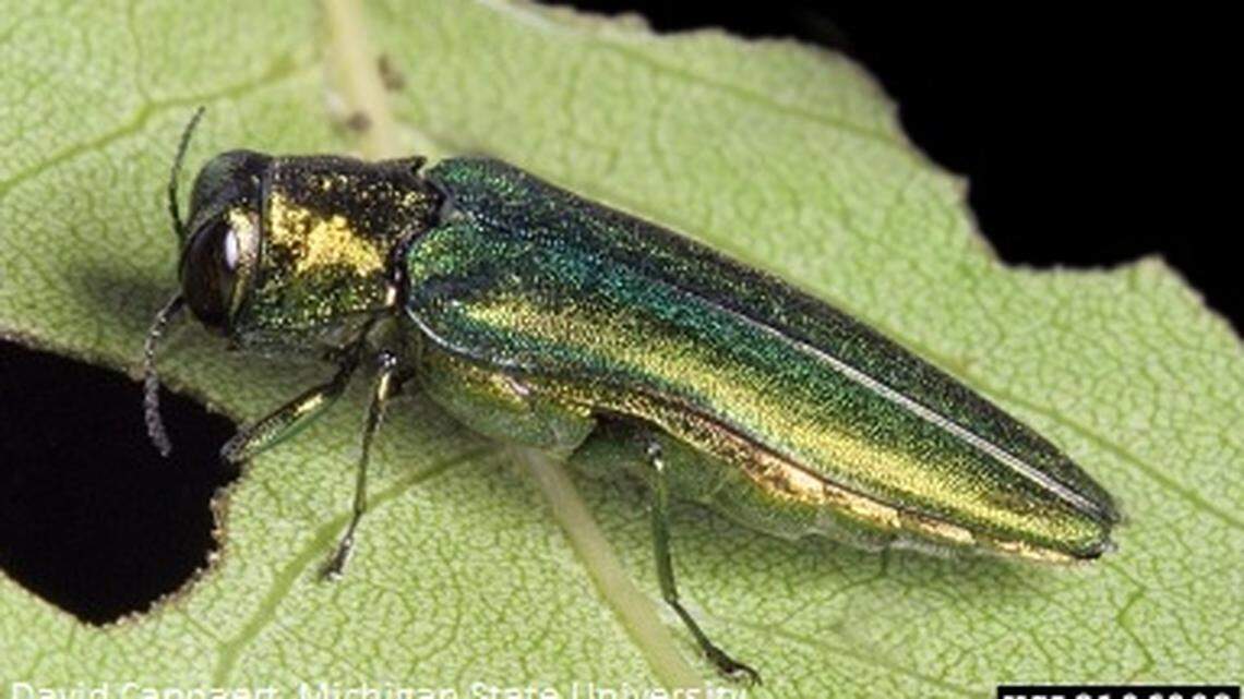 An adult emerald ash borer can be difficult to identify because it looks fairly similar to other species of beetle.