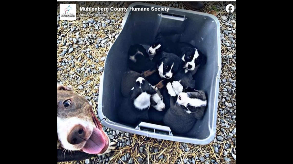 After a week of being apart, momma pup was finally reunited with her babies.