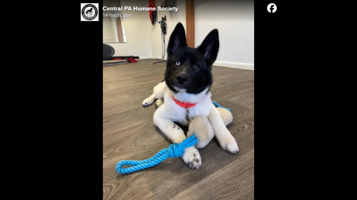 Brutus is an extremely beautiful dog with stunning markings.