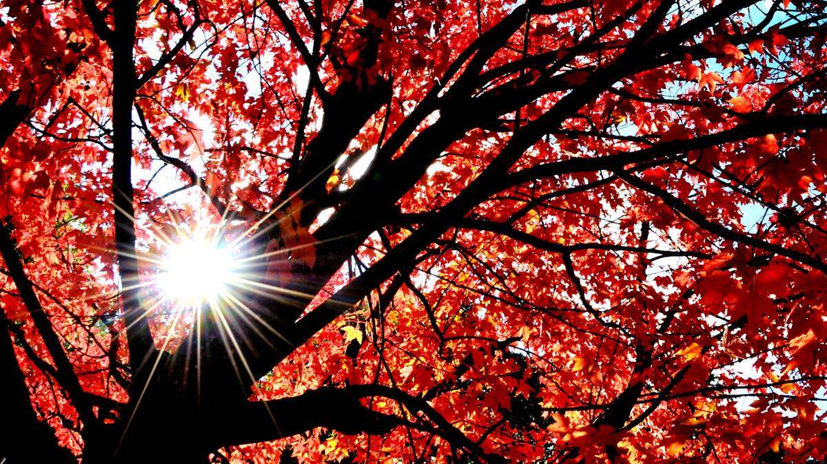 Your neighbor’s tree may not be yours, but the damage caused by fallen branches can be your problem.
