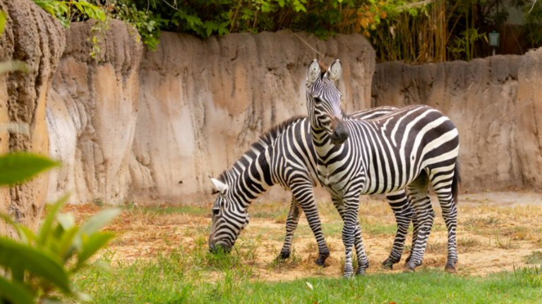 Zebras now can be seen in habitat at Fort Worth Zoo after 5-year absence