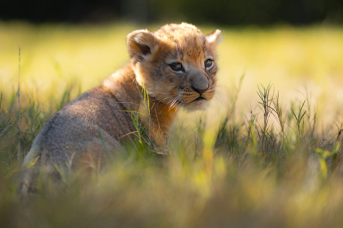 The Fort Worth Zoo announced Thursday that a male lion cub named Moja was born Oct. 20.