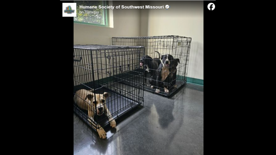 The puppies are quarantined in order not to spread the disease.