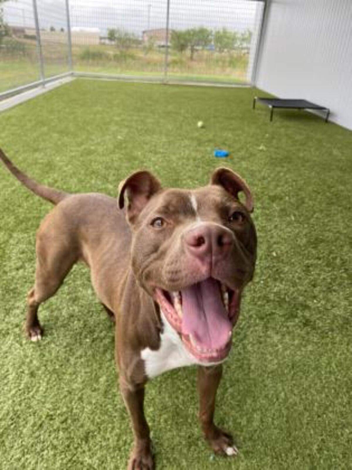 Renee (ID 48152860) is a 2-year-old energetic Pit Bull mix. She would make a great adventuring buddy, and loves toys and treats. Renee knows several commands and is motivated to learning new tasks.