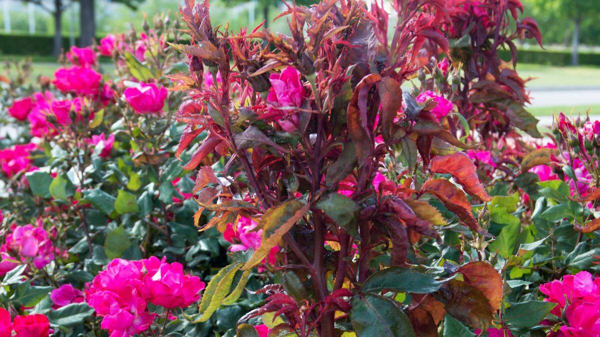 An unusually strong “bull” cane is a sign of rose rosette virus.