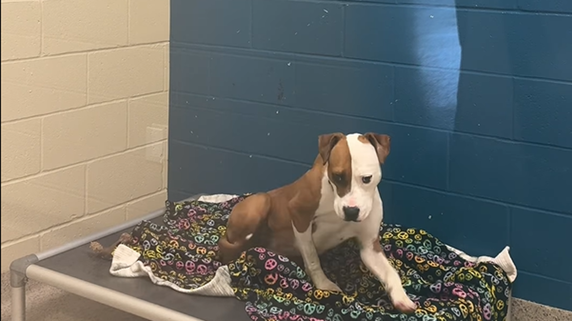 Demeter sitting in her kennel, awaiting a warm home.