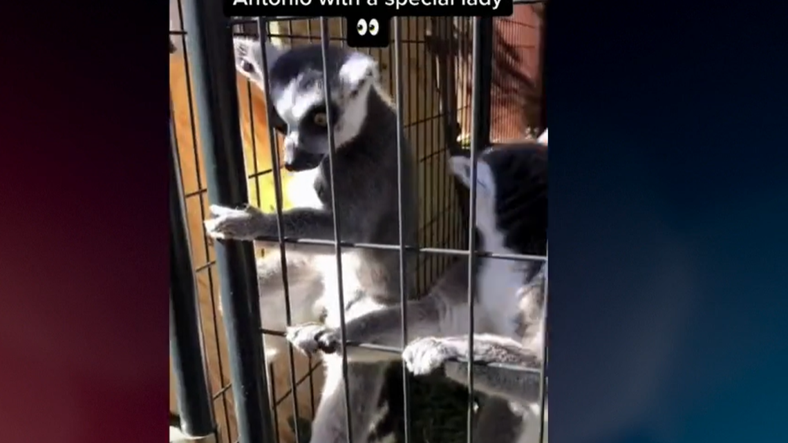 The lemur found by police was malnurished, depressed and in distress, cops said.