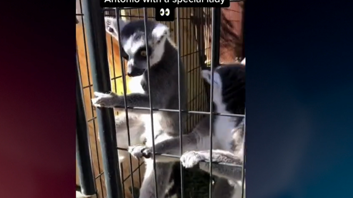 The lemur found by police was malnurished, depressed and in distress, cops said.