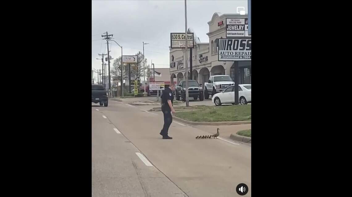Watch hen and her 11 ducklings receive police escort across busy Texas highway