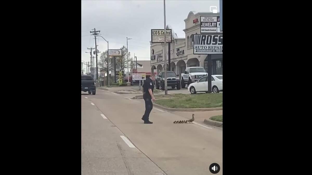 A Richardson policeman is seen in a video posted on Reddit protecting a duck and her 11 ducklings as they cross a busy access road on Central Expressway.