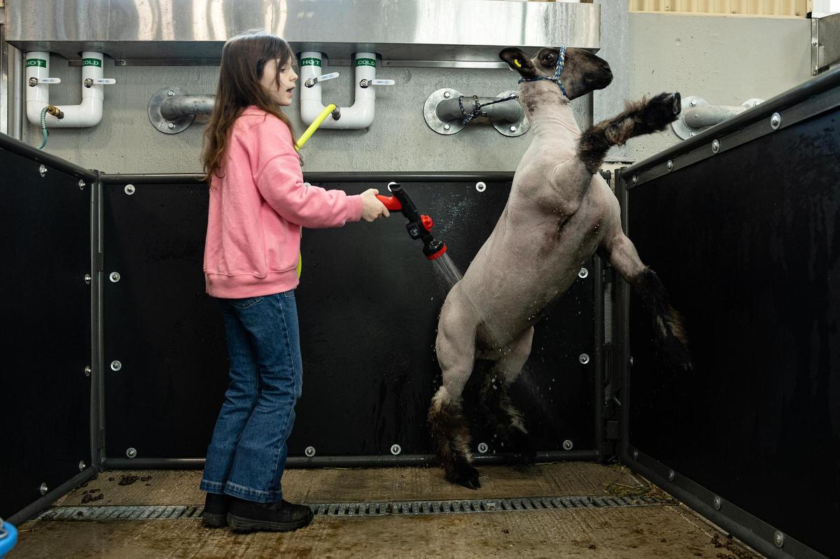 Rayleigh Whitt, 9, of Kaufman County 4H gives her show sheep Cali a shower the day prior to competing in the Fort Worth Stock Show & Rodeo in Fort Worth on Saturday, Jan. 25, 2025. Whitt was one of the younger competitors at the stock show.