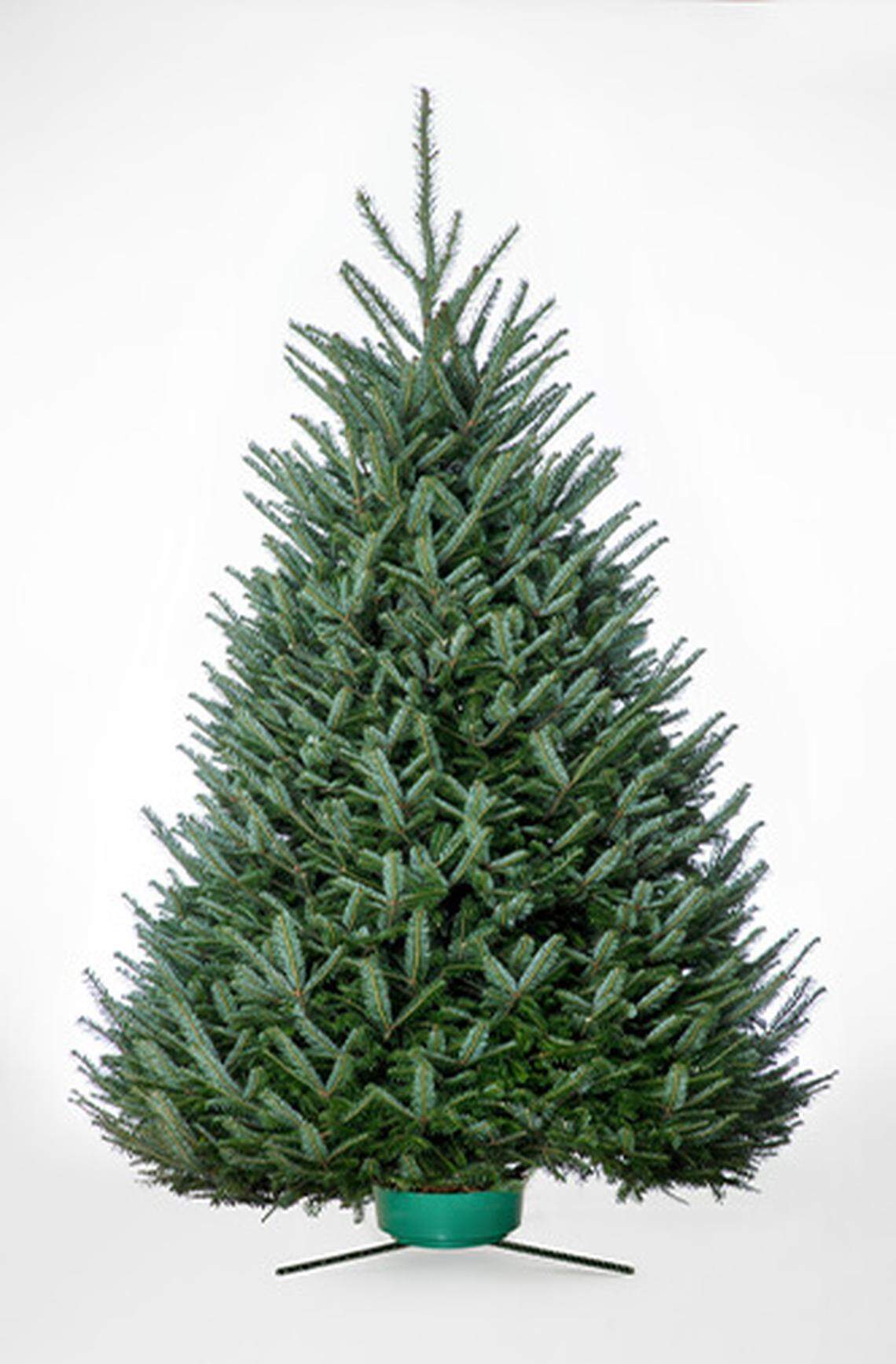 Fraser Fir Christmas tree