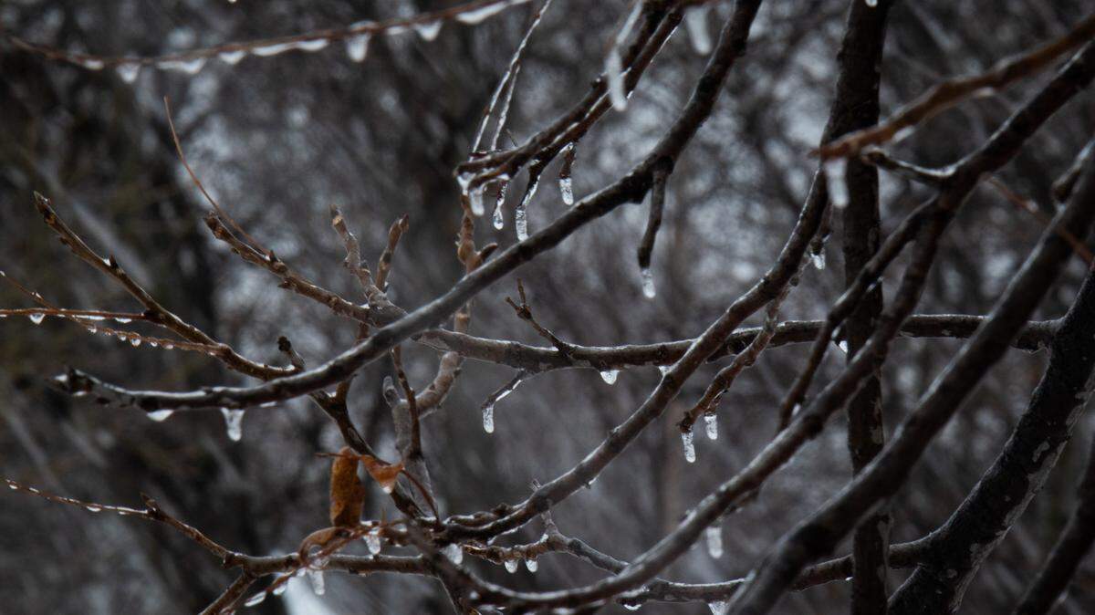 Icicles form on trees along Main Street as snow fell Thursday in Fort Worth.