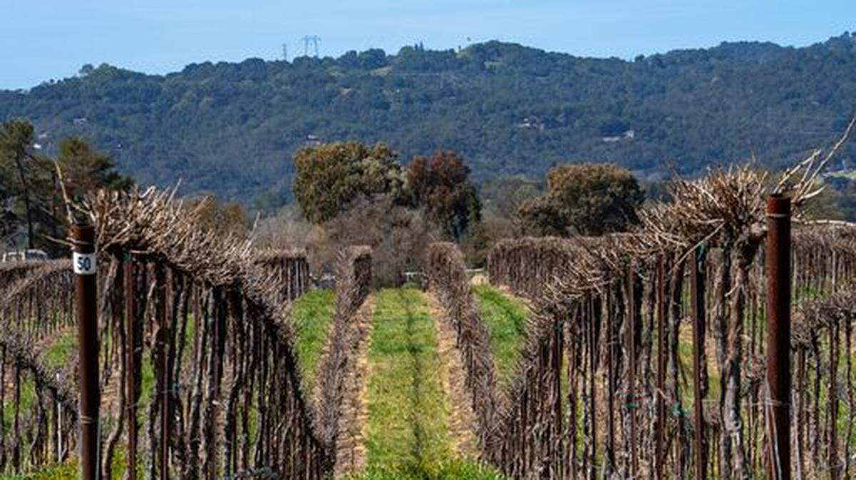 Vineyard