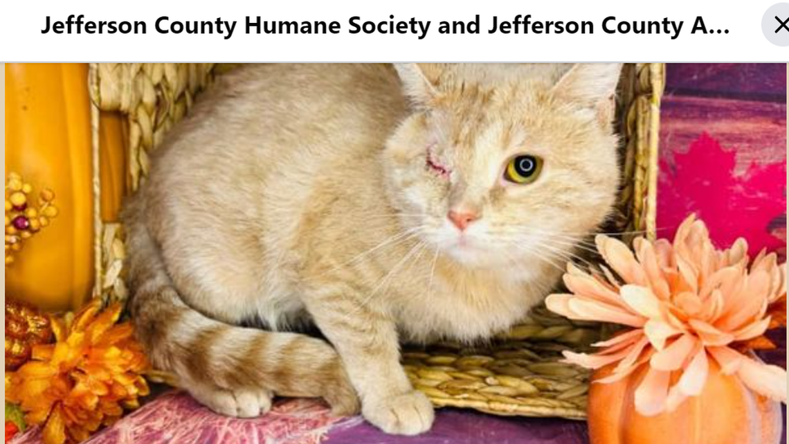 Aunt Meg sadly lost her eye after continuous scratching.