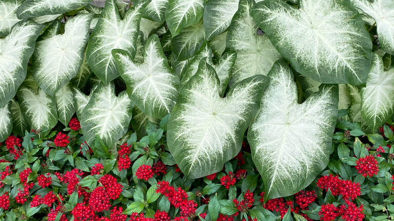 How to grow caladiums with success and add lush, tropical color to your Texas landscape