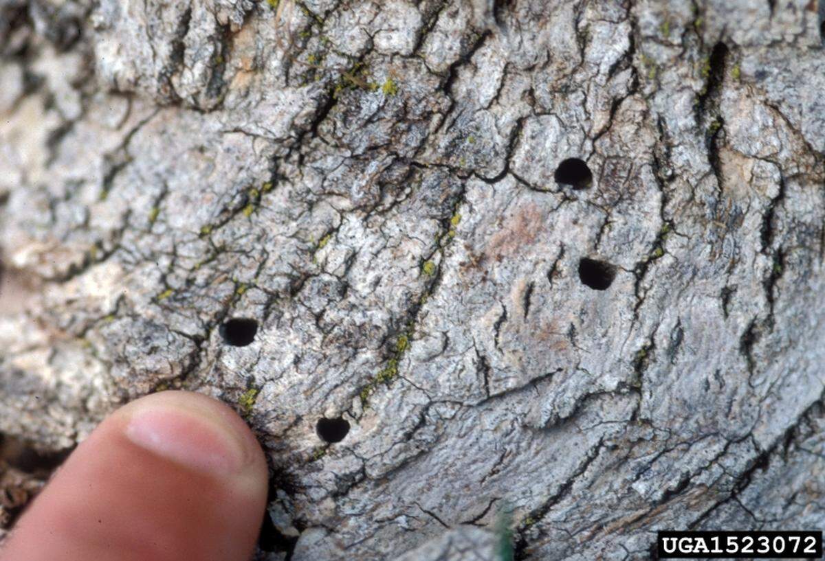 “D” shaped exit holes