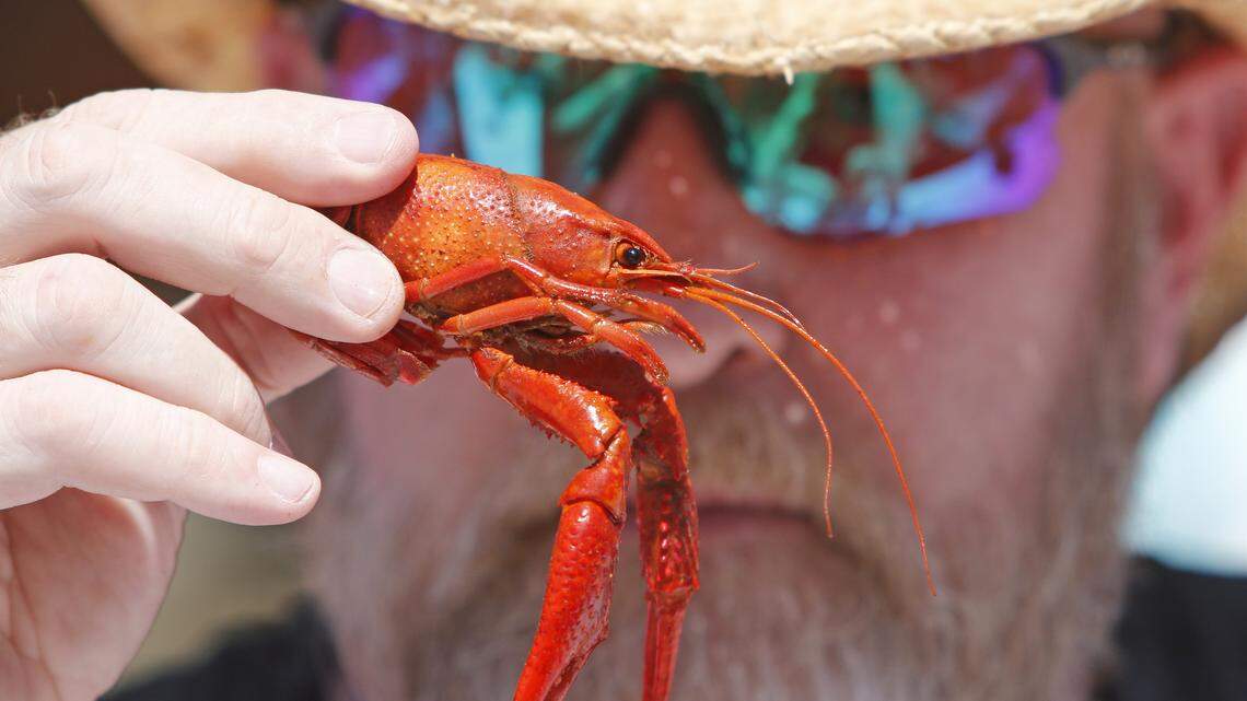 Crawfish season in Texas: Where to get live or boiled crawfish in Fort Worth