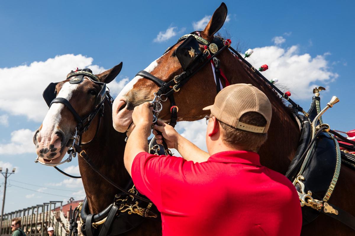 Budweiser Clydesdale handler Brady Bardin adjusts the bit on the horse Friday, July 12 at the Fort Worth Stockyards. Bud, left and Brody, right are part of the wheel team and are the strongest horses out of the six.