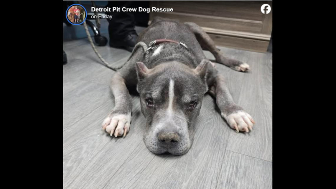 Duke lays on the floor after his rescue.