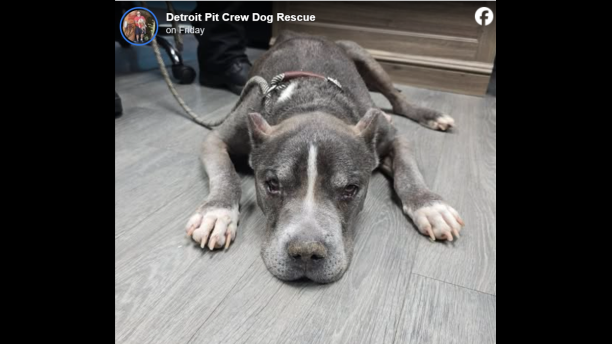 Duke lays on the floor after his rescue.