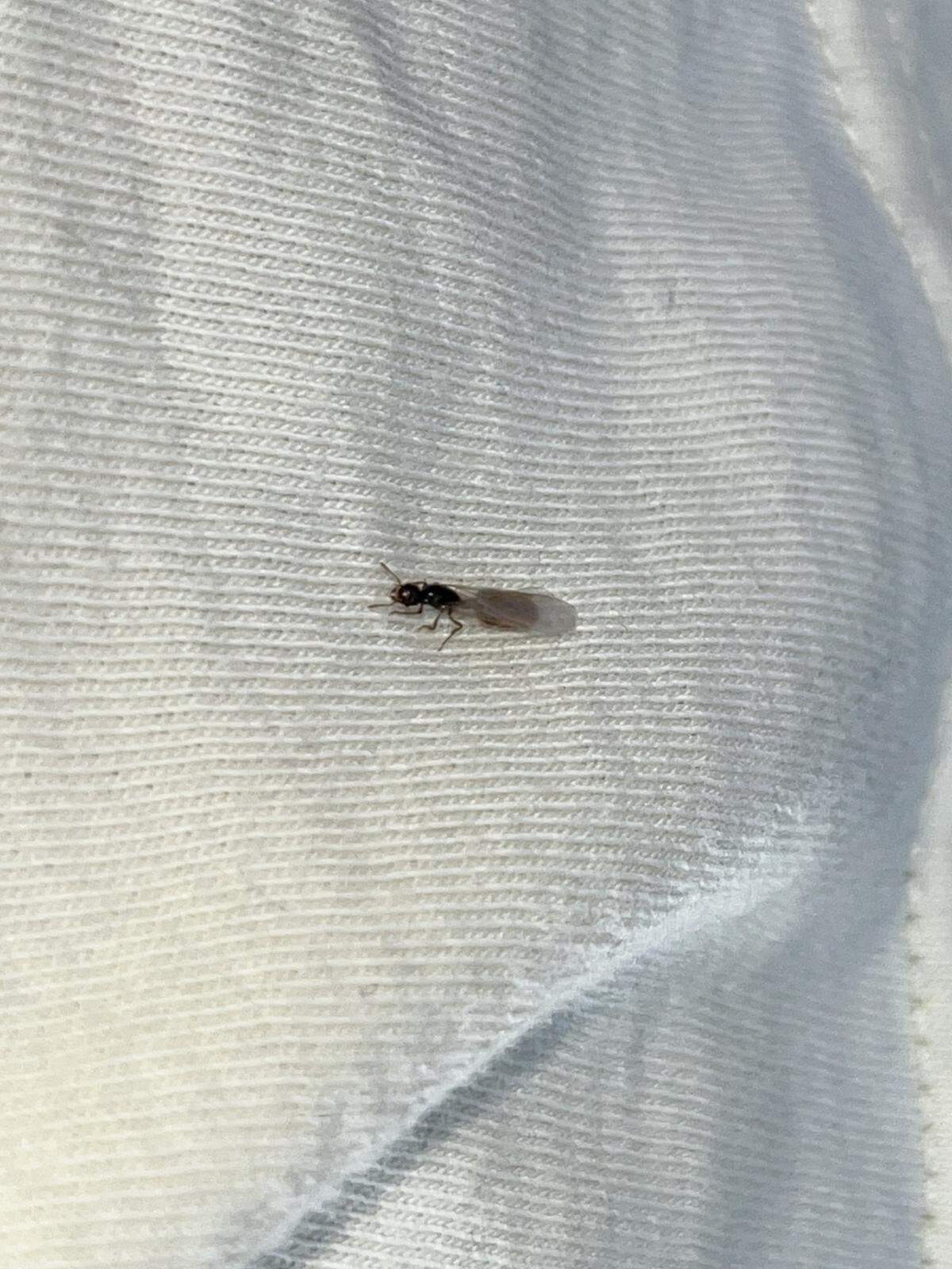 Termites are yellowish brown with large transparent wings. You may see them flying out and about during warmer, humid days.