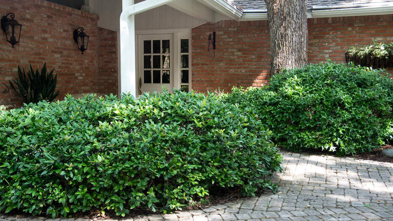 Neil Sperry: These shrubs are the best investment for your North Texas landscape