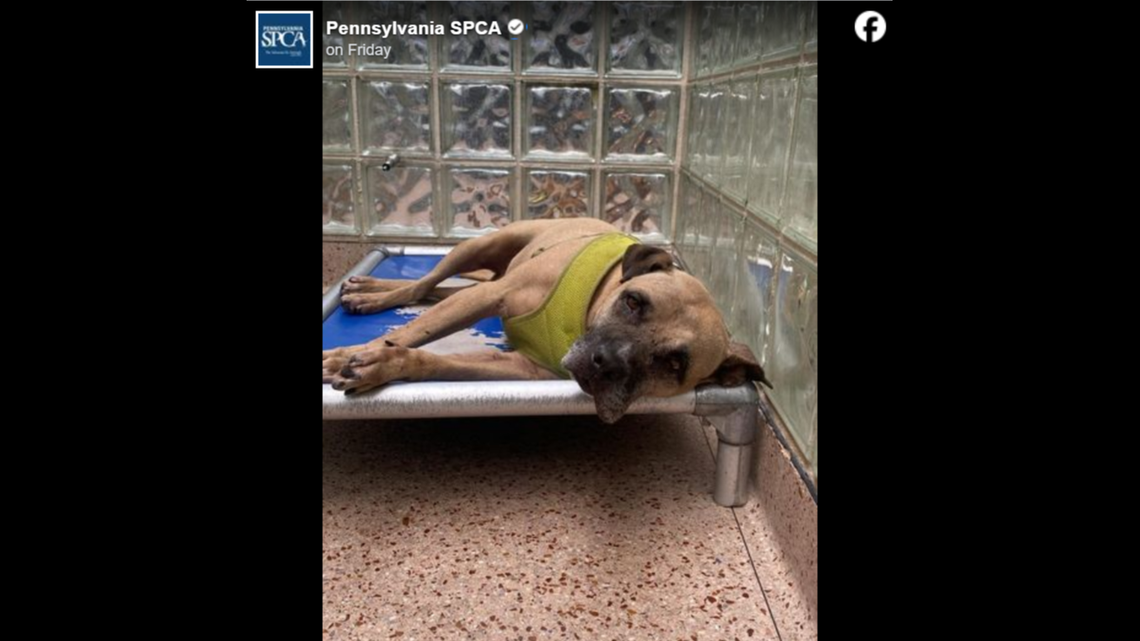 Cake Batter looking longingly out of his kennel.