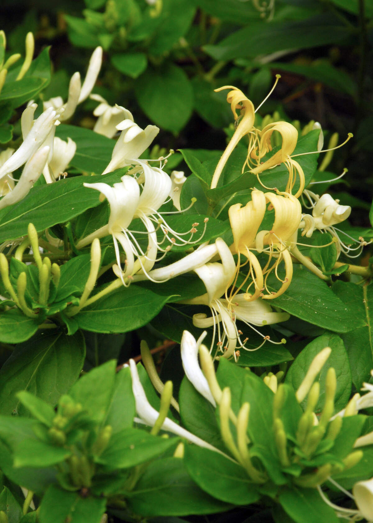 Hall’s honeysuckle is the naturalized vine you see clambering over shrubs and small trees in the woods of the eastern half of Texas.