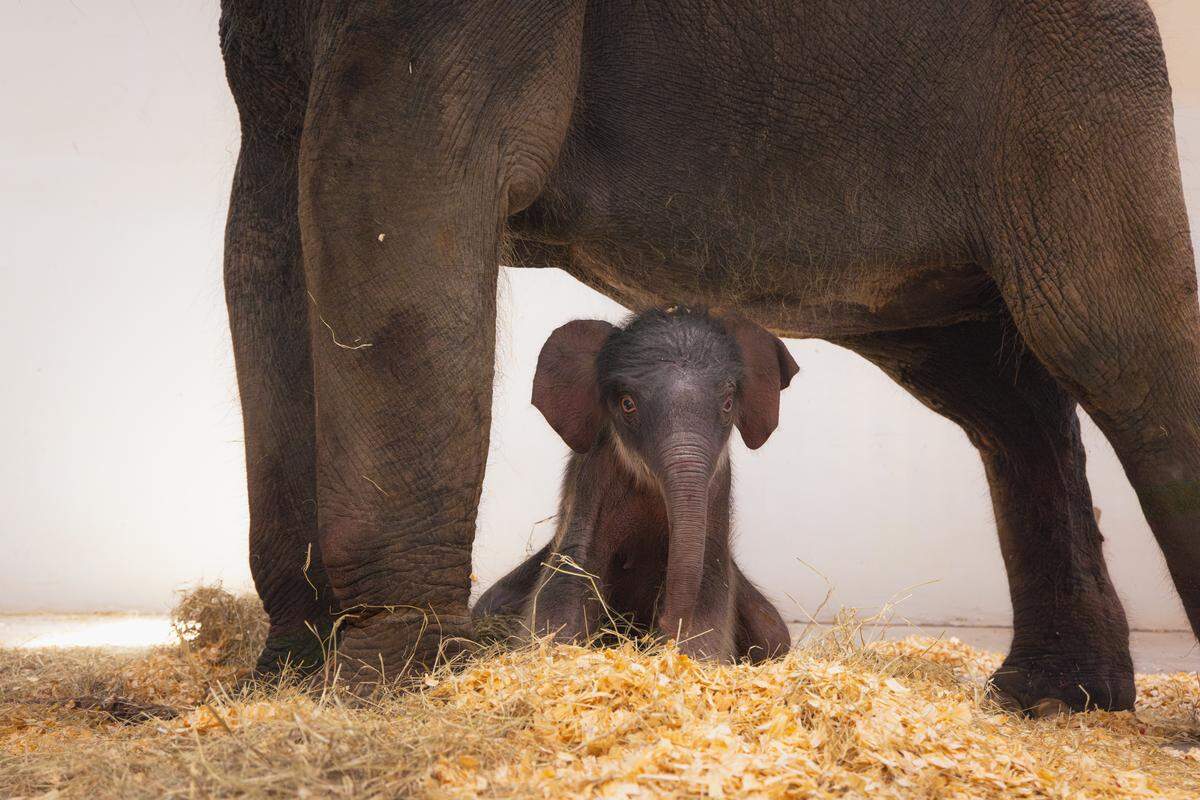 The newest addition to the Fort Worth Zoo’s Asian elephant herd stays close to her mother, Bluebonnet, at just one day old. The female calf was born Aug. 18 and can now be seen daily at the zoo’s Elephant Springs habitat from 10 a.m. to 2 p.m.