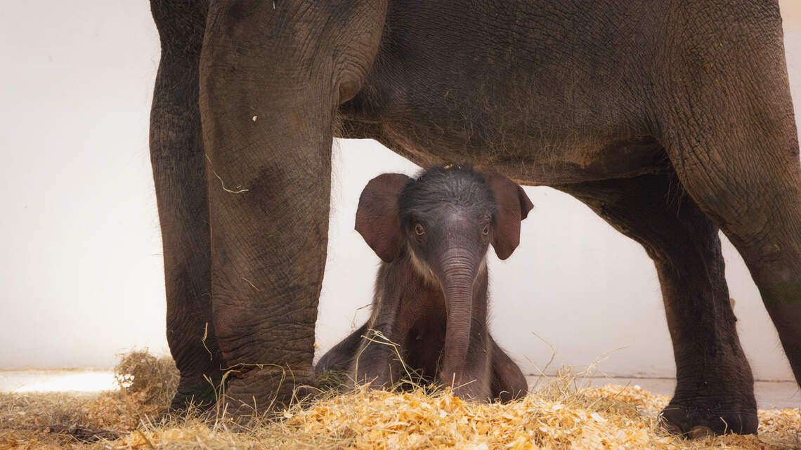 Fort Worth Zoo’s new baby elephant now has a name, and it’s very Texan