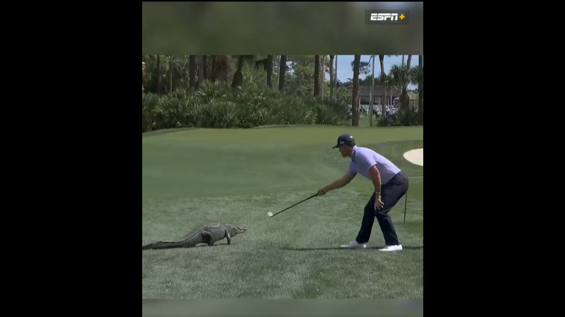 Didn’t expect some gator-on-gator action on the PGA Tour menu and yet here we are.