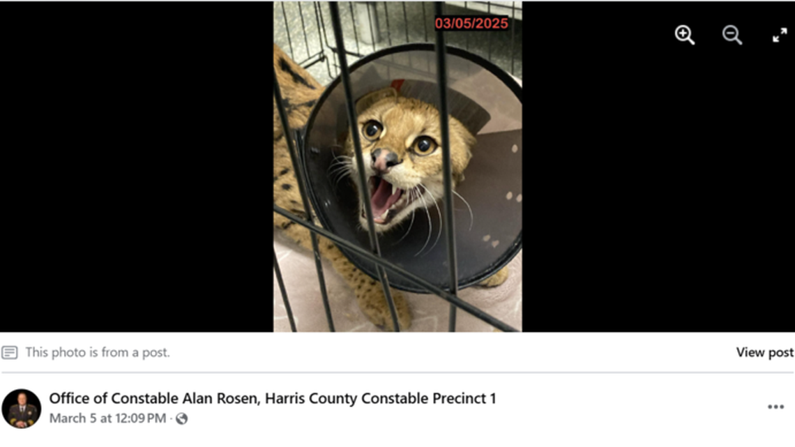 An African serval taken from a kennel in a Houston garage by Harris County Constable Precinct 1.