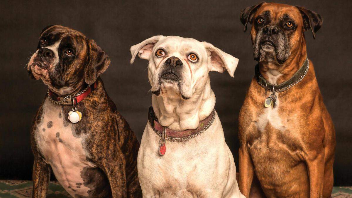 Star Telegram wants to know who the cutest dog in Fort Worth is. Readers, submit a photo for subscribers to vote on.
