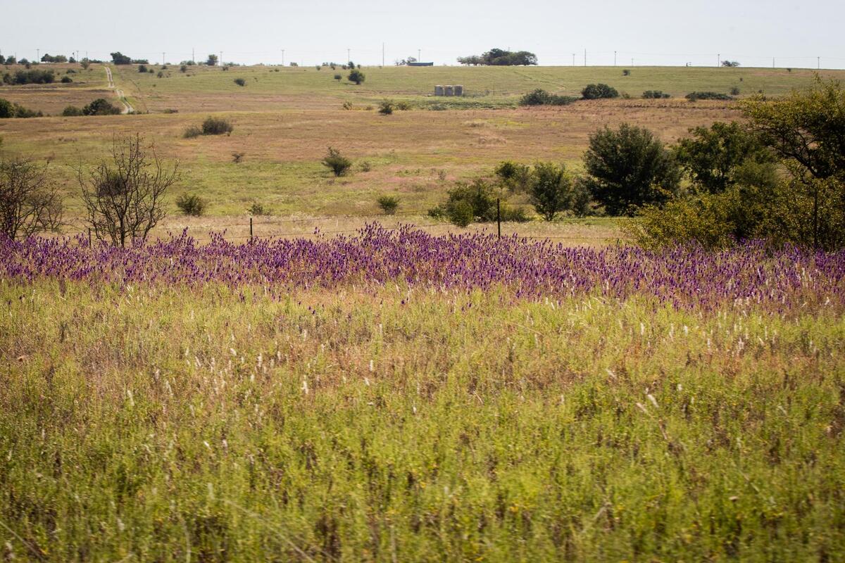 At the Leo unit of the Dixon Water Foundation ranch in Decatur, cattle are rotated from pasture to pasture to allow the prairie to recover from grazing.