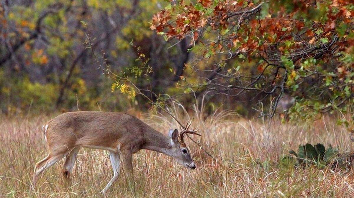 A Texas hunter confessed he killed two deer in self-defense a few weeks ago in Smith County.  Charges are pending against the man.