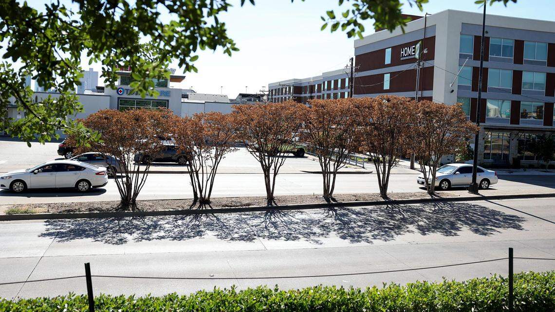 Brown, dry leaves can be seen on crepe myrtle trees planted in the median of University Drive near Lancaster Avenue on Wednesday, July 27, 2022. A hot summer with little rainfall has intensified drought conditions in the Fort Worth area.