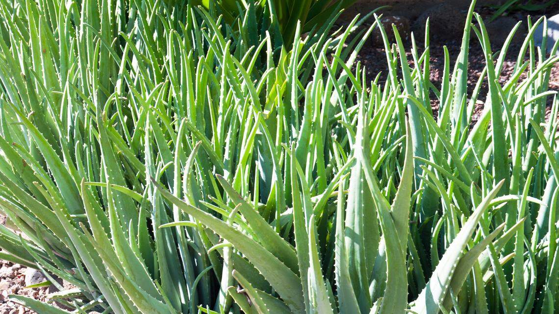 Here’s an easy-care tropical you can keep going almost forever