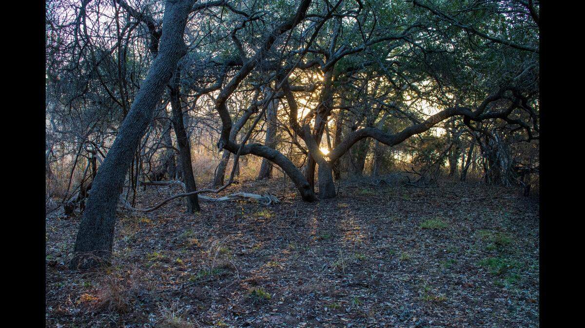 A pair of rare, snowy white creatures were recently spotted on a trail camera in Texas, wildlife officials say.